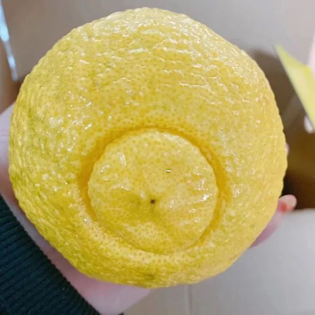 切小金家的旅馆