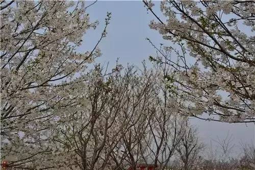 分歧者3：忠诚世界（原声版）