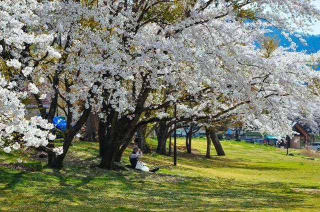 分歧者3：忠诚世界（原声版）